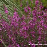 Garten-Ruten-Weiderich „Dropmore Purple“ 7 Garten-Ruten-Weiderich „Dropmore Purple“ – Bild 5