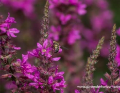 Garten-Ruten-Weiderich „Dropmore Purple“ 11 Garten-Ruten-Weiderich „Dropmore Purple“ -Blumen Risse Verkaufsladen P2002988 2 800x800