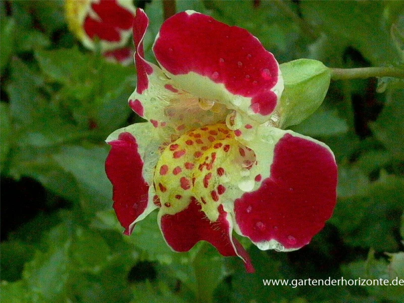 Gauklerblume 3 Gauklerblume