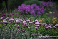 Garten-Indianernessel „Beauty Of Cobham“ 9 Garten-Indianernessel „Beauty Of Cobham“ – Bild 7