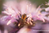 Garten-Indianernessel „Beauty Of Cobham“ 10 Garten-Indianernessel „Beauty Of Cobham“ – Bild 8