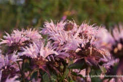 Garten-Indianernessel „Beauty Of Cobham“ 15 Garten-Indianernessel „Beauty Of Cobham“ -Blumen Risse Verkaufsladen P2003127 4 800x800