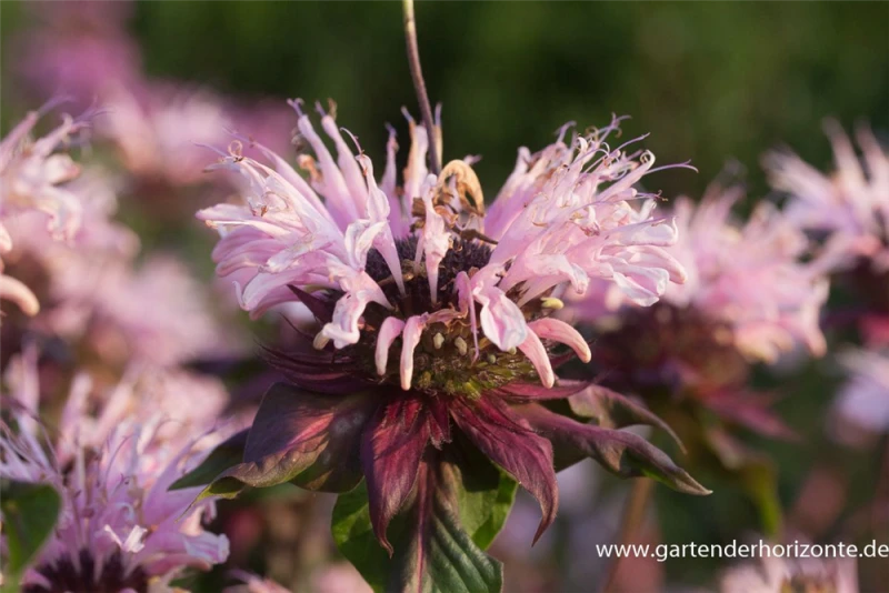 Garten-Indianernessel „Beauty Of Cobham“ 7 Garten-Indianernessel „Beauty Of Cobham“ – Bild 5