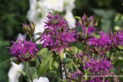 Garten-Indianernessel „Blaustrumpf“ -Blumen Risse Verkaufsladen P2003128 2 800x800