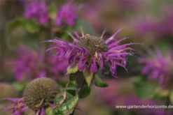 Garten-Indianernessel „Blaustrumpf“ -Blumen Risse Verkaufsladen P2003128 3 800x800