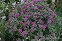 Garten-Indianernessel „Blaustrumpf“ -Blumen Risse Verkaufsladen P2003128 4 800x800