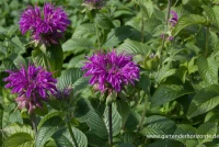 Garten-Indianernessel „Prärienacht“ 6 Garten-Indianernessel „Prärienacht“ – Bild 4