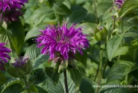 Garten-Indianernessel „Prärienacht“ 7 Garten-Indianernessel „Prärienacht“ – Bild 5