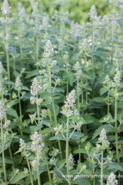 Echte Katzenminze „Citriodora“