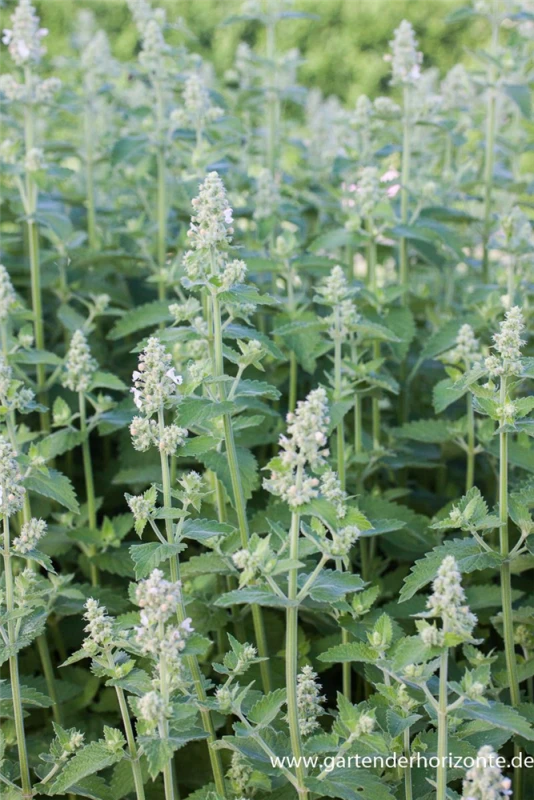 Echte Katzenminze „Citriodora“ 3 Echte Katzenminze „Citriodora“