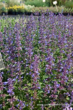 Großblütige Garten-Katzenminze „Blue Danube“ -Blumen Risse Verkaufsladen P2003184 2 800x800