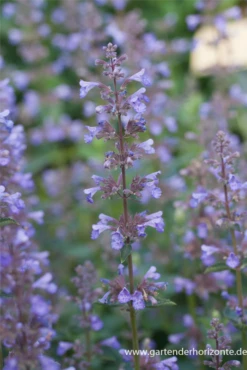 Großblütige Garten-Katzenminze „Blue Danube“ -Blumen Risse Verkaufsladen P2003184 3 800x800