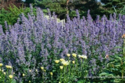 Großblütige Garten-Katzenminze -Blumen Risse Verkaufsladen P2003185 2 800x800