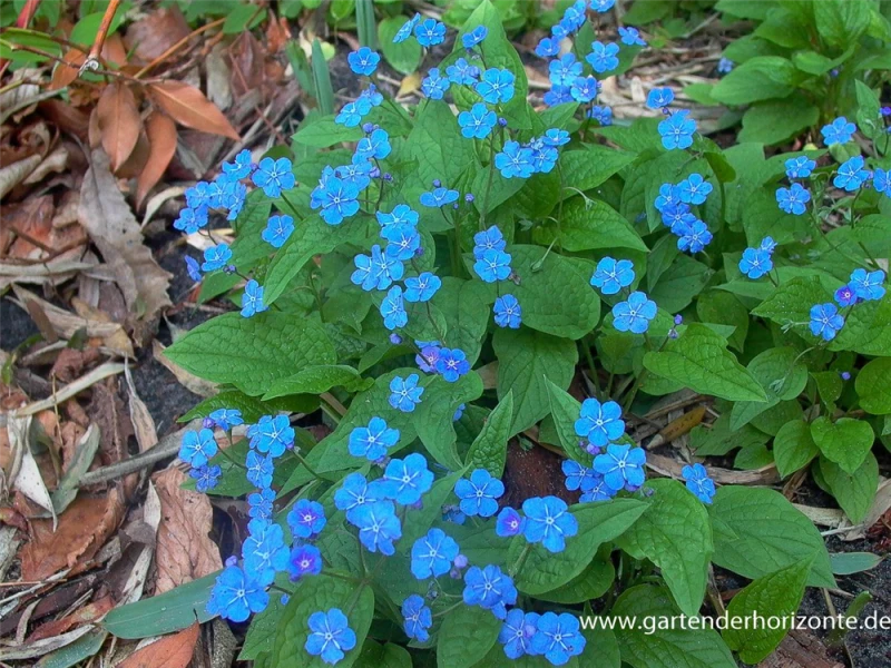 Frühlings-Gedenkemein 3 Frühlings-Gedenkemein