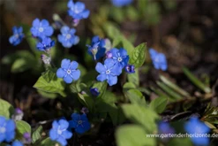 Frühlings-Gedenkemein 19 Frühlings-Gedenkemein -Blumen Risse Verkaufsladen P2003268 2 800x800
