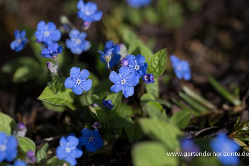 Frühlings-Gedenkemein 4 Frühlings-Gedenkemein – Bild 2