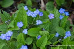 Frühlings-Gedenkemein 20 Frühlings-Gedenkemein -Blumen Risse Verkaufsladen P2003268 3 800x800