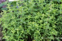 Oregano 15 Oregano – Bild 13