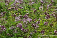 Oregano 16 Oregano – Bild 14