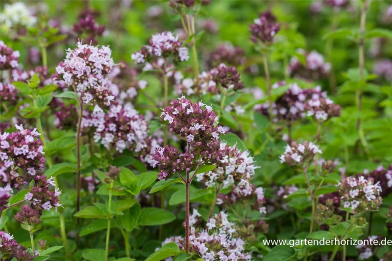 Oregano 5 Oregano – Bild 3