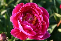 Garten-Pfingstrose „Karl Rosenfield“ 8 Garten-Pfingstrose „Karl Rosenfield“ – Bild 6