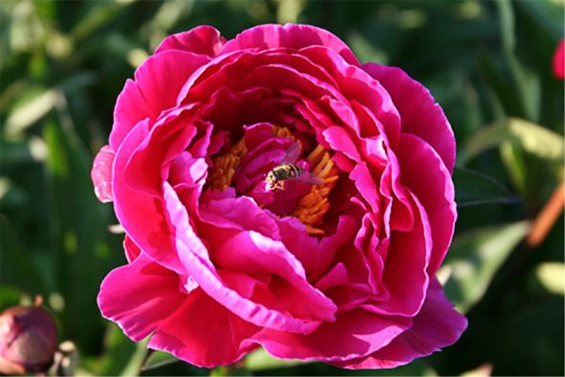 Garten-Pfingstrose „Karl Rosenfield“ 3 Garten-Pfingstrose „Karl Rosenfield“