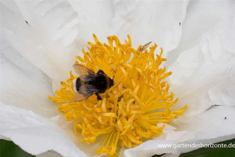 Garten-Pfingstrose „Krinkled White“ 3 Garten-Pfingstrose „Krinkled White“