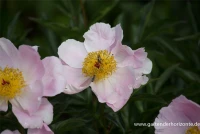 Garten-Pfingstrose „Nymphe“ 7 Garten-Pfingstrose „Nymphe“ – Bild 5