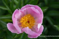 Garten-Pfingstrose „Nymphe“ 8 Garten-Pfingstrose „Nymphe“ – Bild 6