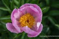 Garten-Pfingstrose „Nymphe“ 9 Garten-Pfingstrose „Nymphe“ – Bild 7