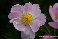 Garten-Pfingstrose „Nymphe“ 10 Garten-Pfingstrose „Nymphe“ – Bild 8