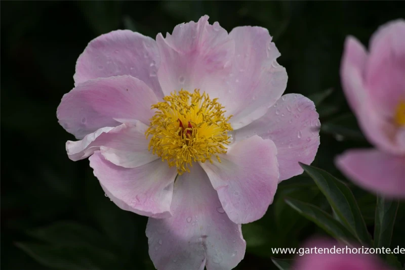 Garten-Pfingstrose „Nymphe“ 6 Garten-Pfingstrose „Nymphe“ – Bild 4