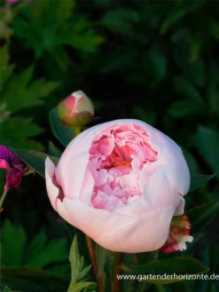 Garten-Pfingstrose „Sarah Bernhardt“ 7 Garten-Pfingstrose „Sarah Bernhardt“ -Blumen Risse Verkaufsladen P2003373 2 800x800