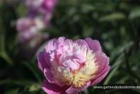 Garten-Pfingstrose „Sorbet“ 7 Garten-Pfingstrose „Sorbet“ – Bild 5