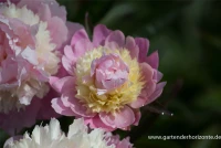 Garten-Pfingstrose „Sorbet“ 8 Garten-Pfingstrose „Sorbet“ – Bild 6