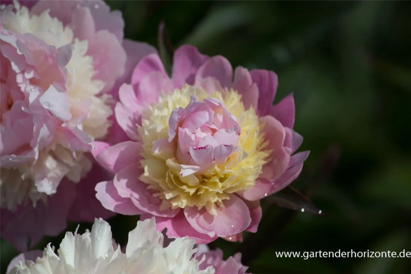 Garten-Pfingstrose „Sorbet“ 4 Garten-Pfingstrose „Sorbet“ – Bild 2