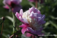 Garten-Pfingstrose „Sorbet“ 9 Garten-Pfingstrose „Sorbet“ – Bild 7