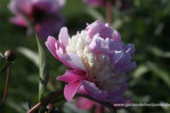 Garten-Pfingstrose „Sorbet“ 12 Garten-Pfingstrose „Sorbet“ -Blumen Risse Verkaufsladen P2003377 3 800x800