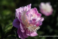 Garten-Pfingstrose „Sorbet“ 10 Garten-Pfingstrose „Sorbet“ – Bild 8