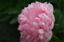 Bauerngarten-Pfingstrose „Rosea Plena“