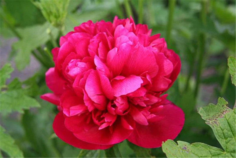 Bauerngarten-Pfingstrose „Rubra Plena“ 3 Bauerngarten-Pfingstrose „Rubra Plena“