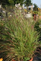 Garten-Ruten-Hirse „Rehbraun“ 7 Garten-Ruten-Hirse „Rehbraun“ – Bild 5