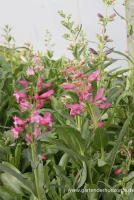 Bartfaden „Praecox Nanus Rondo“ 7 Bartfaden „Praecox Nanus Rondo“ – Bild 5