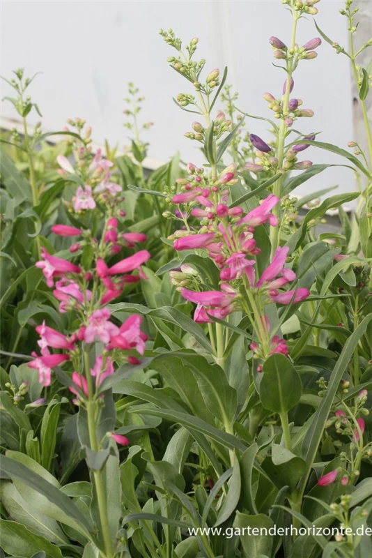 Bartfaden „Praecox Nanus Rondo“ 3 Bartfaden „Praecox Nanus Rondo“