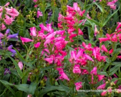 Bartfaden „Praecox Nanus Rondo“ 11 Bartfaden „Praecox Nanus Rondo“ -Blumen Risse Verkaufsladen P2003464 2 800x800