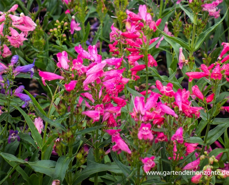 Bartfaden „Praecox Nanus Rondo“ 4 Bartfaden „Praecox Nanus Rondo“ – Bild 2