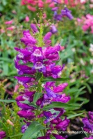 Bartfaden „Praecox Nanus Rondo“ 9 Bartfaden „Praecox Nanus Rondo“ – Bild 7