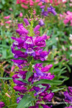 Bartfaden „Praecox Nanus Rondo“ 12 Bartfaden „Praecox Nanus Rondo“ -Blumen Risse Verkaufsladen P2003464 3 800x800