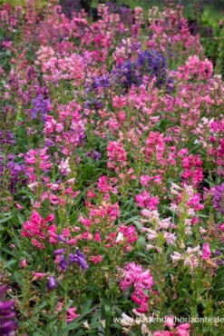 Bartfaden „Praecox Nanus Rondo“ 13 Bartfaden „Praecox Nanus Rondo“ -Blumen Risse Verkaufsladen P2003464 4 800x800