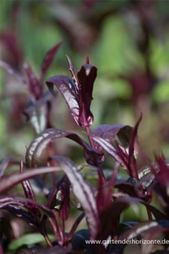 Fingerhutförmiger Bartfaden „Dark Towers“ -Blumen Risse Verkaufsladen P2003467 3 800x800